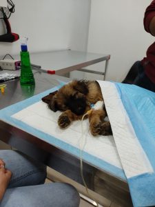 درمان سگ مسموم