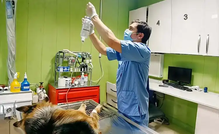 کلینیک دامپزشکی تهران