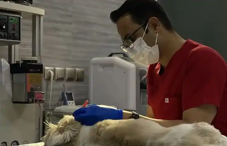 کلینیک دامپزشکی بوشهر