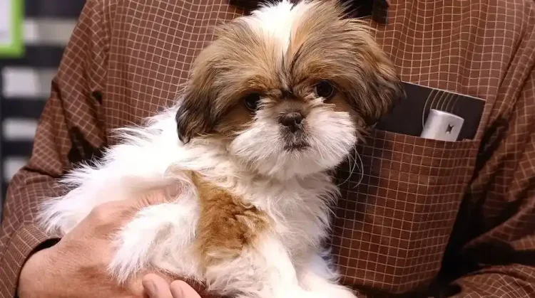 کلینیک دامپزشکی اصفهان