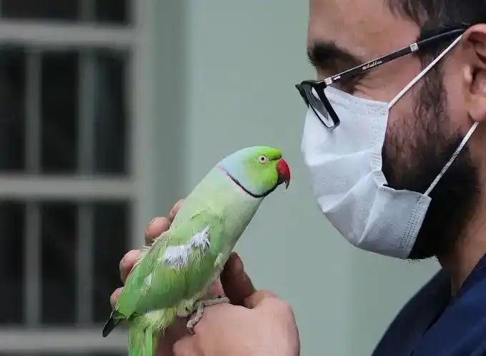 کلینیک دامپزشکی کرمان