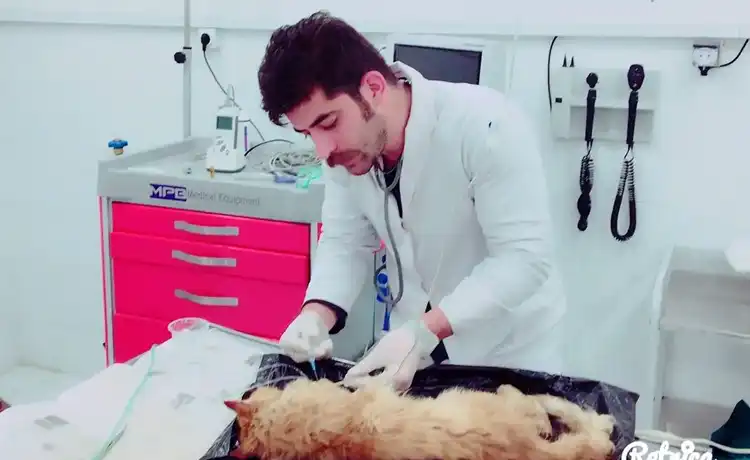 کلینیک دامپزشکی تبریز