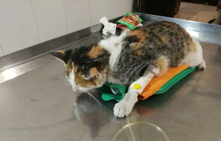 کلینیک دامپزشکی شیراز